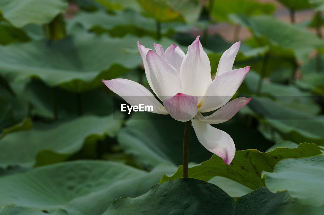 CLOSE-UP OF PURPLE LILY IN POND