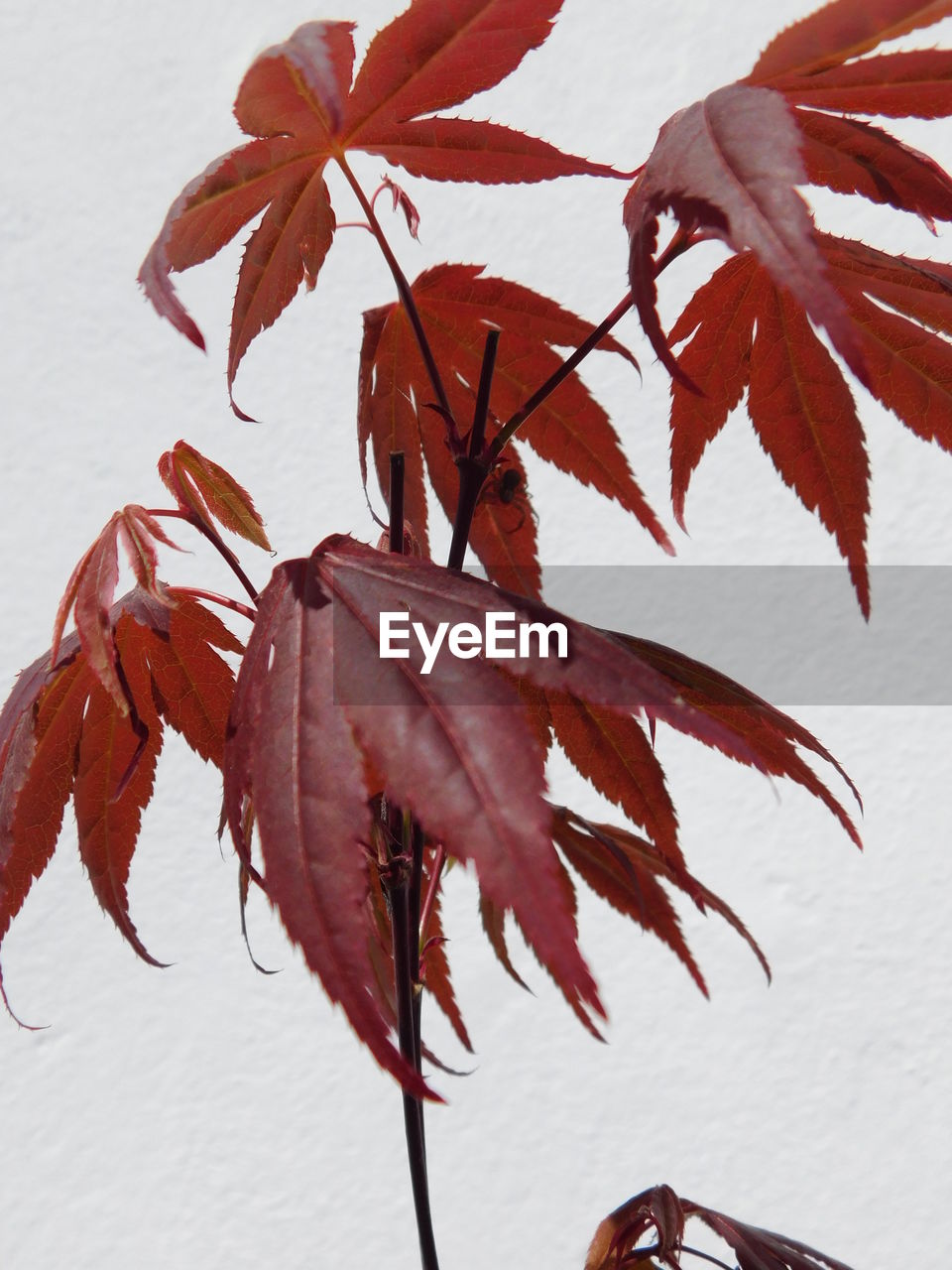 CLOSE-UP OF AUTUMNAL LEAVES ON WALL