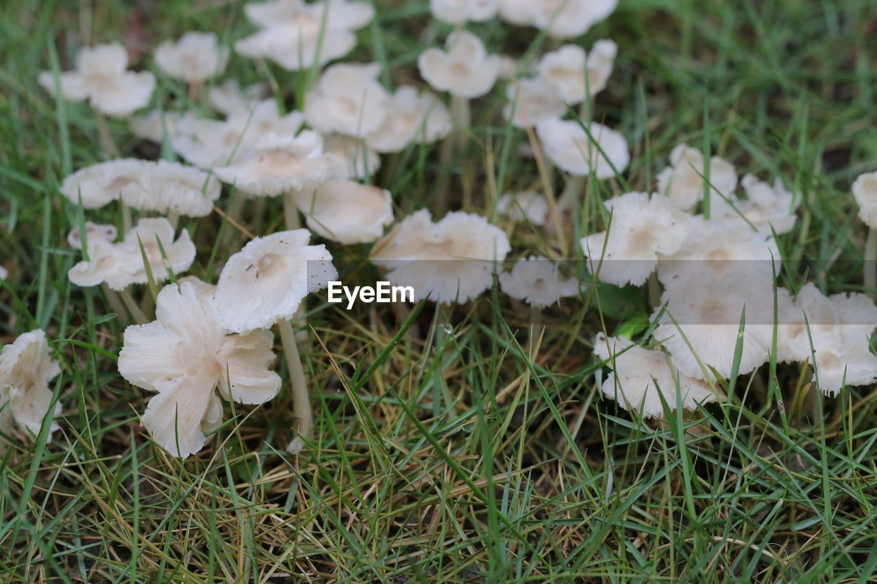 plant, growth, beauty in nature, flower, freshness, land, grass, nature, fungus, mushroom, field, white, fragility, flowering plant, no people, close-up, vegetable, day, green, food, focus on foreground, high angle view, outdoors, edible mushroom, woodland