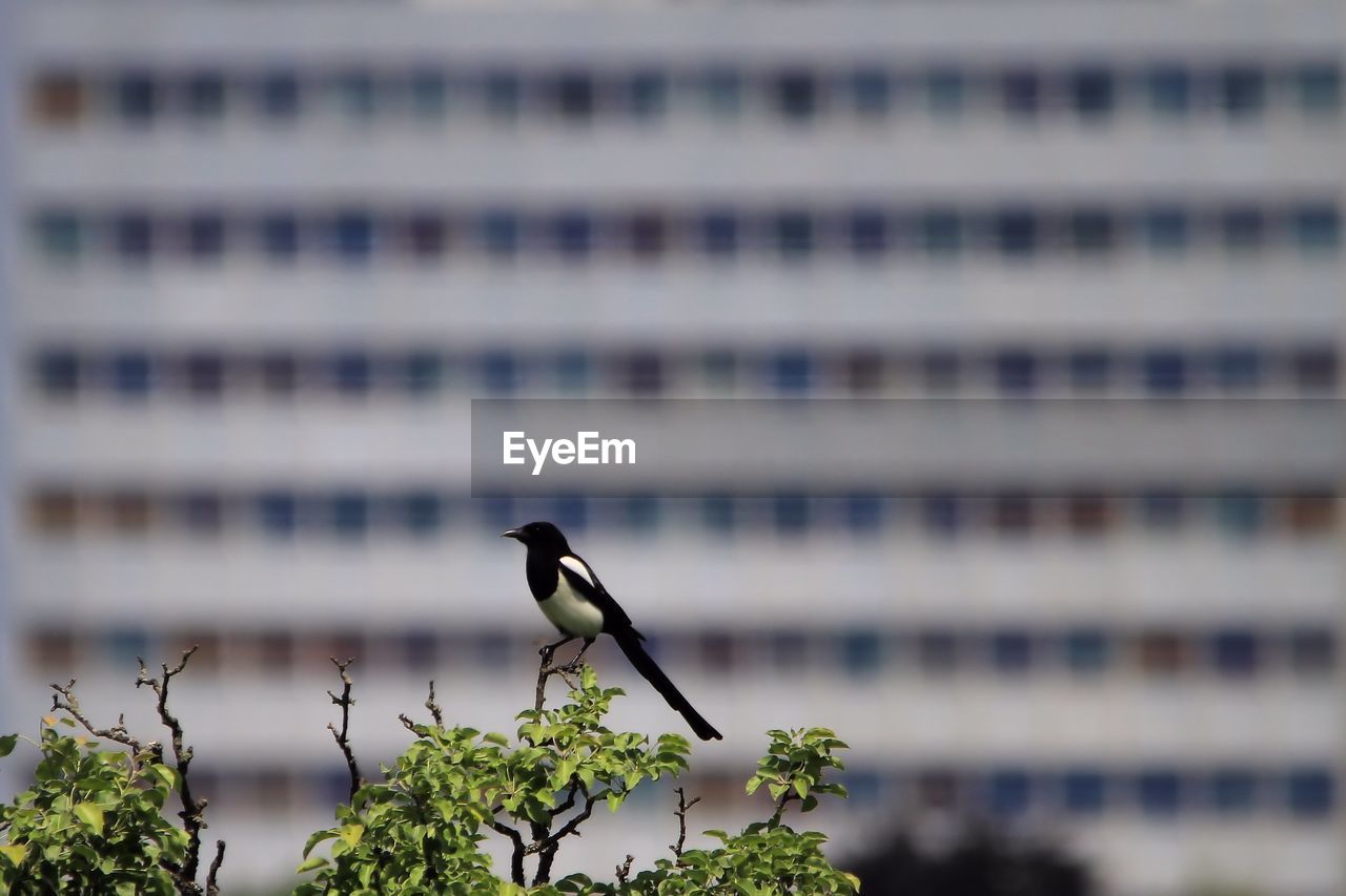 Close-up of bird perching outdoors