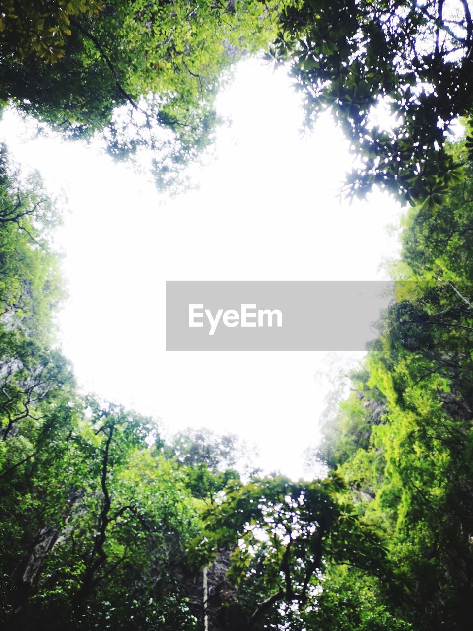 LOW ANGLE VIEW OF TREES AND PLANTS IN FOREST