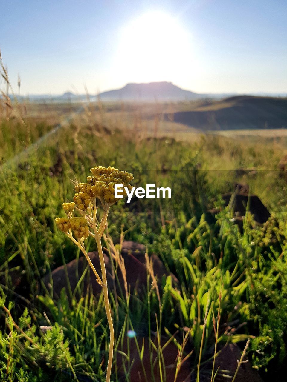 CLOSE-UP OF PLANT ON LAND