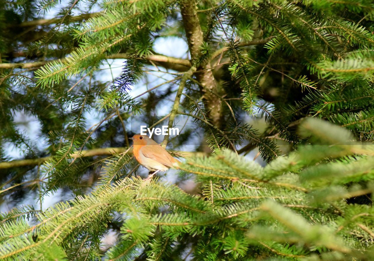LOW ANGLE VIEW OF BIRD ON TREE