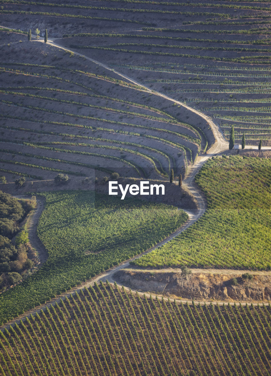 Douro vineyards from aerial view