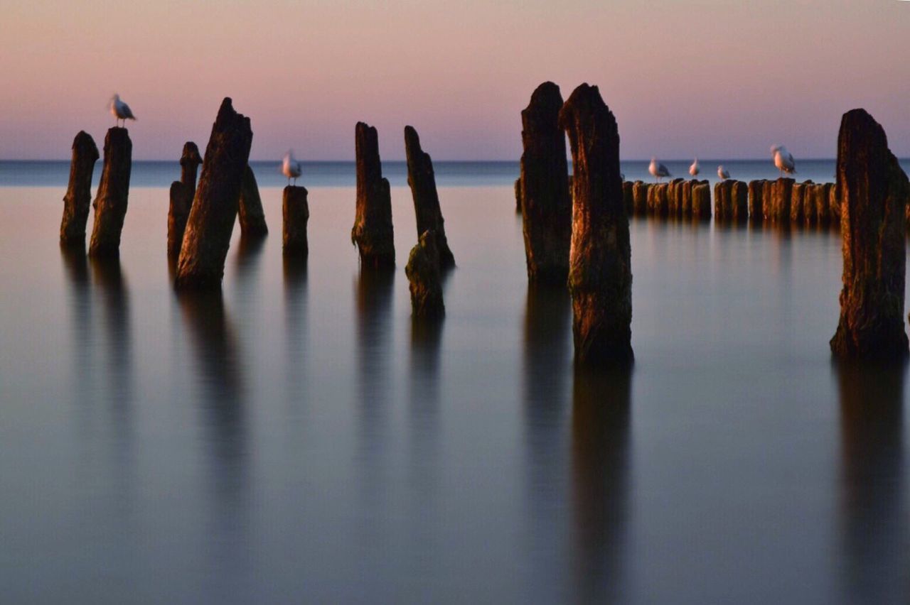 Seagulls perching on wooden posts in sea