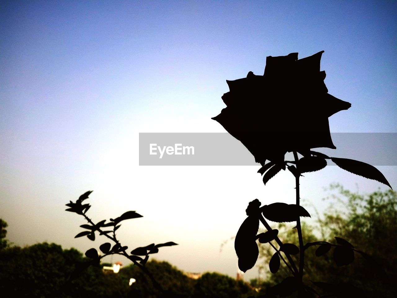 LOW ANGLE VIEW OF SILHOUETTE PLANT AGAINST SKY