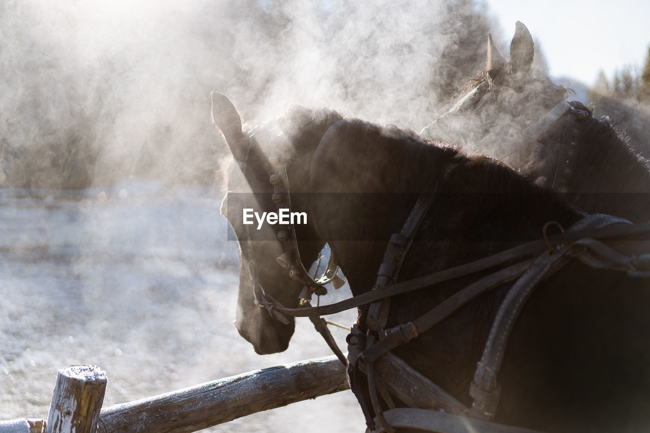 View of a horse in winter morning light