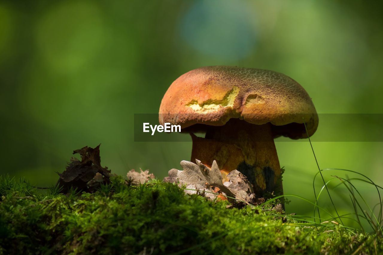 Close-up of mushroom growing on field