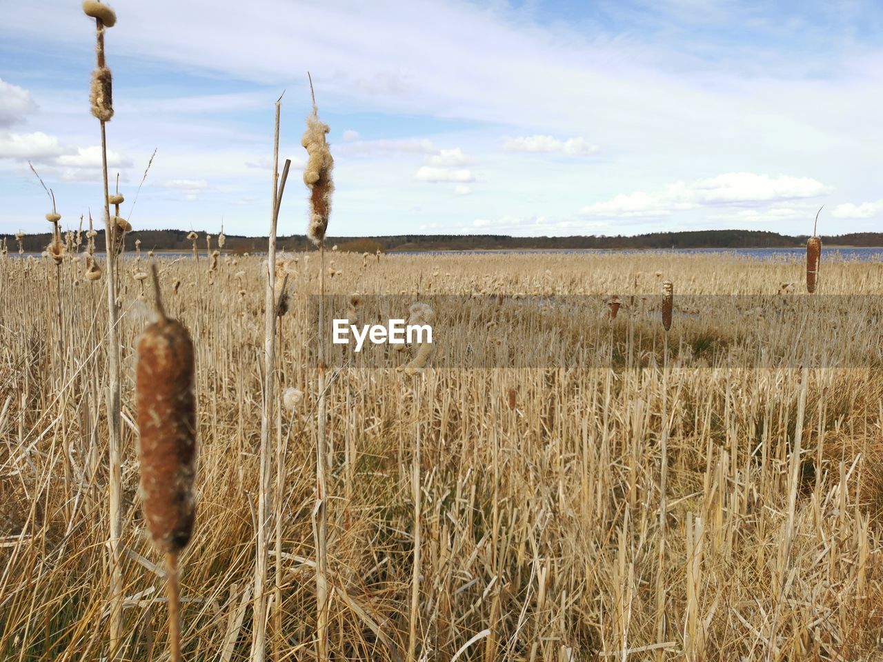 HAY BALES ON FIELD