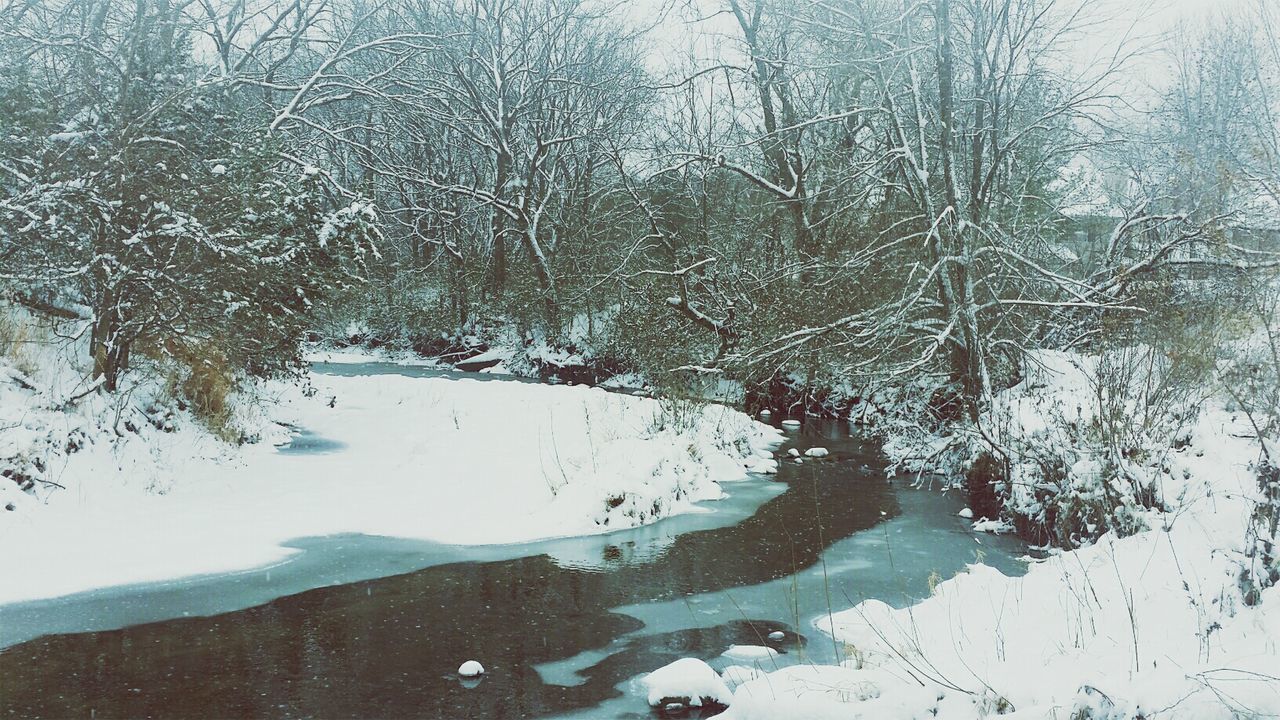 Trees by frozen land and stream