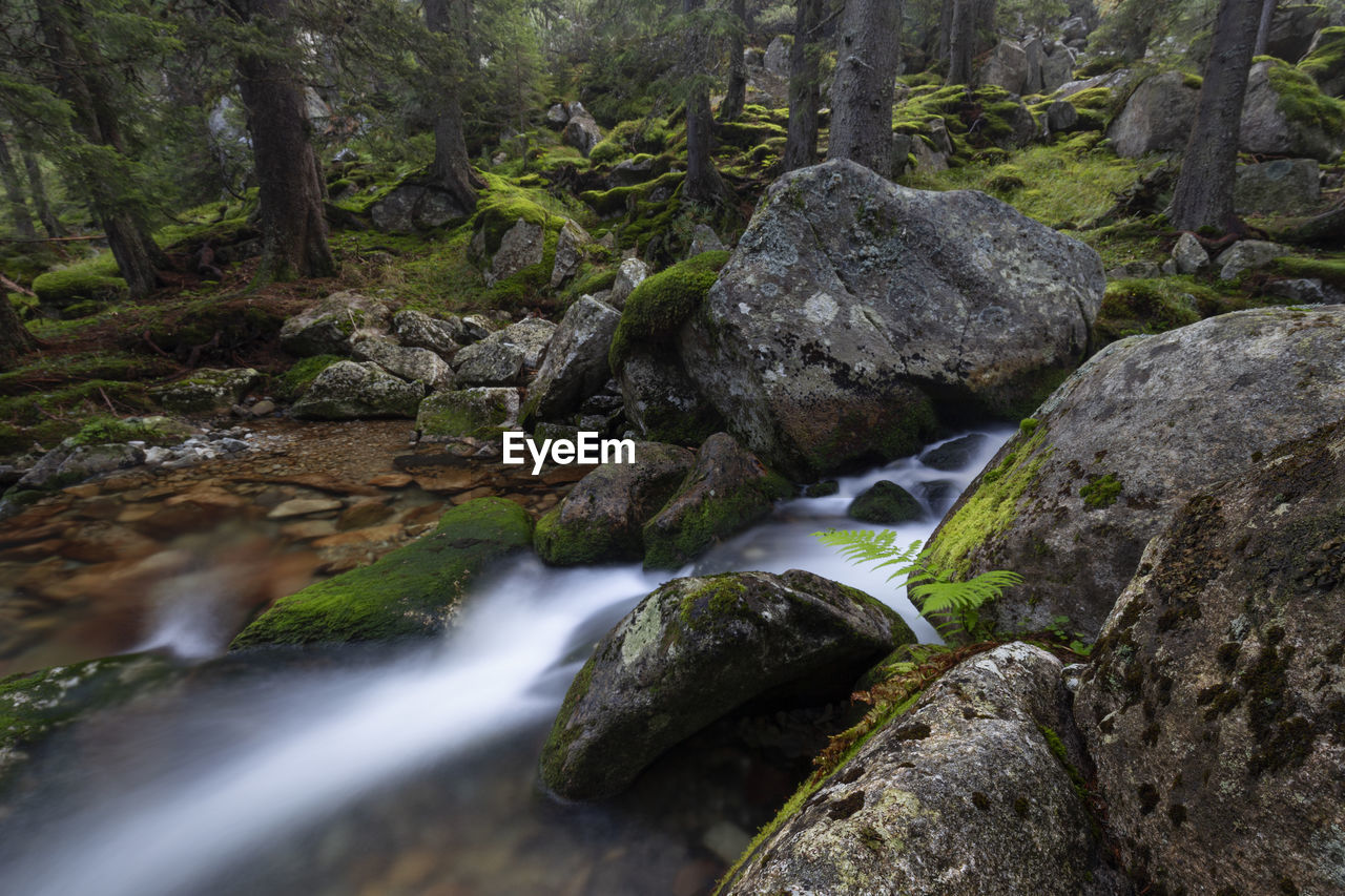 Stream flowing through rocks in forest in retezat mountains 
