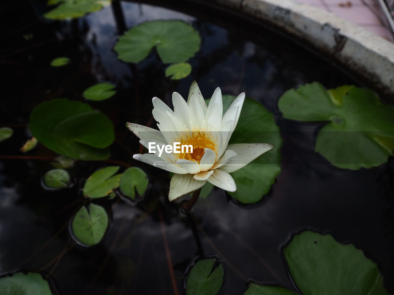 Close-up of lotus water lily in pond