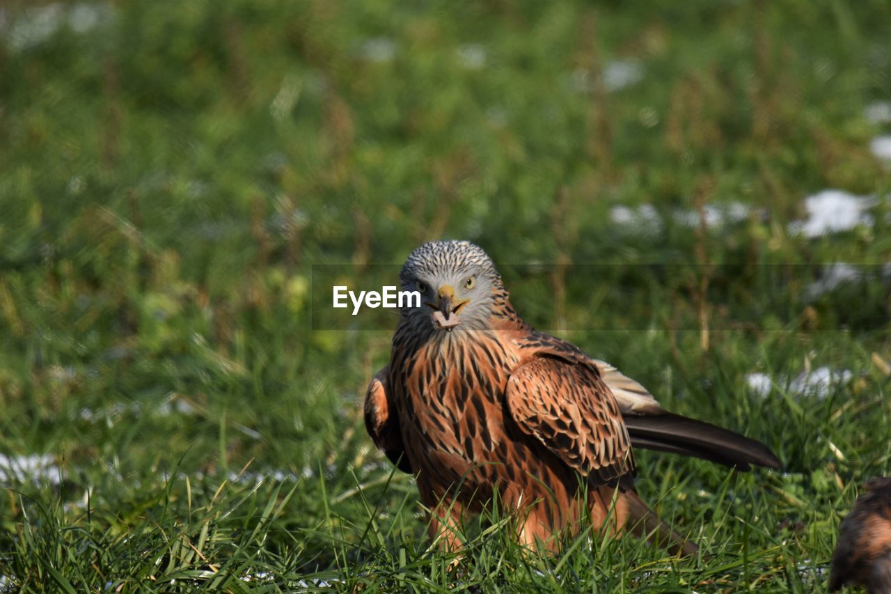 Red kite perching on a field