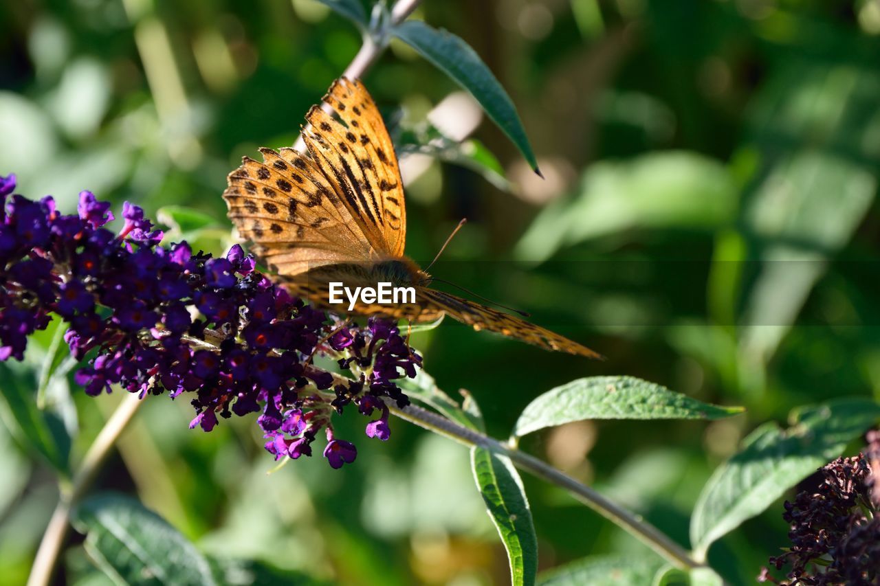 CLOSE-UP OF BUTTERFLY POLLINATING ON PURPLE FLOWERING PLANT