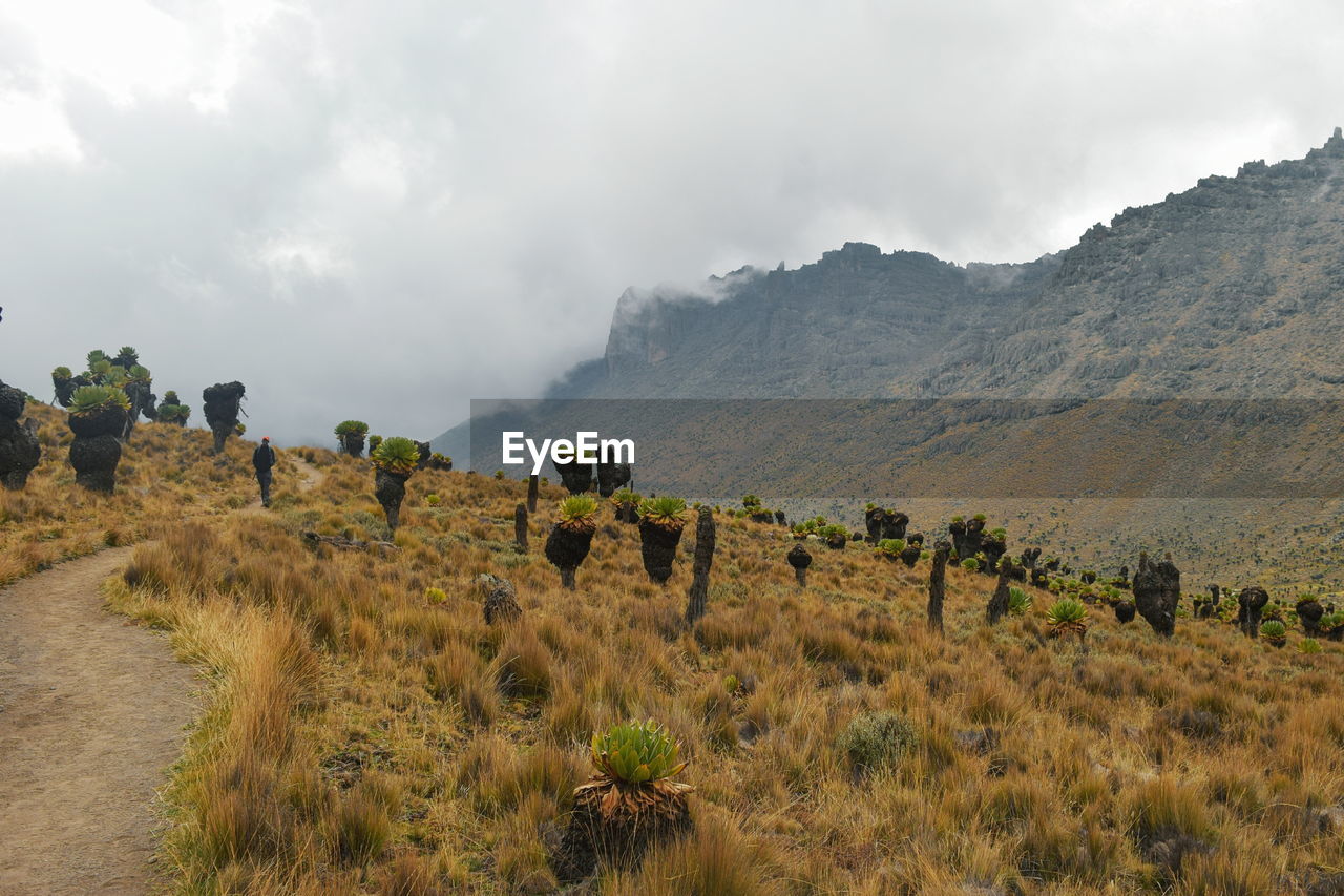 The foggy landscapes of mount kenya, mount kenya national park