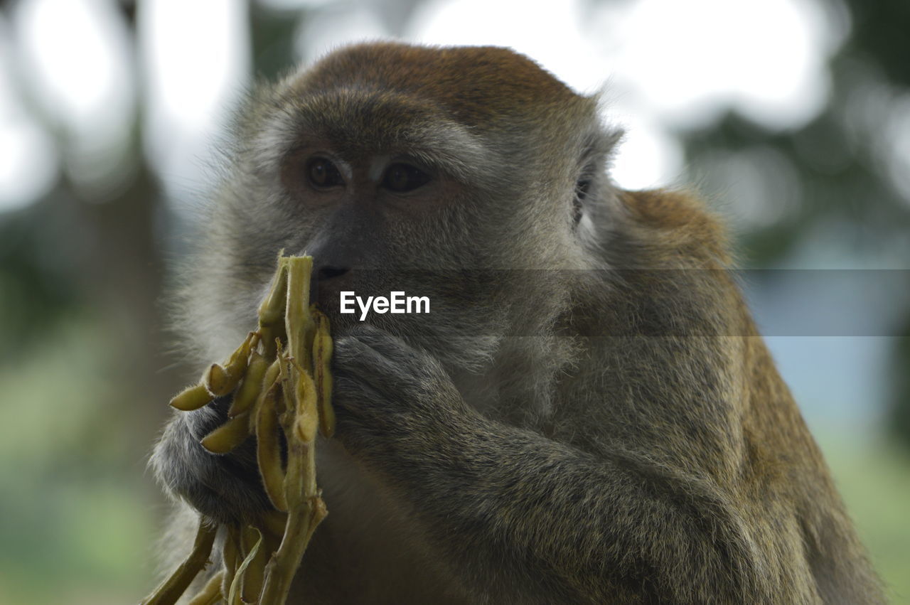 CLOSE-UP OF MONKEY EATING