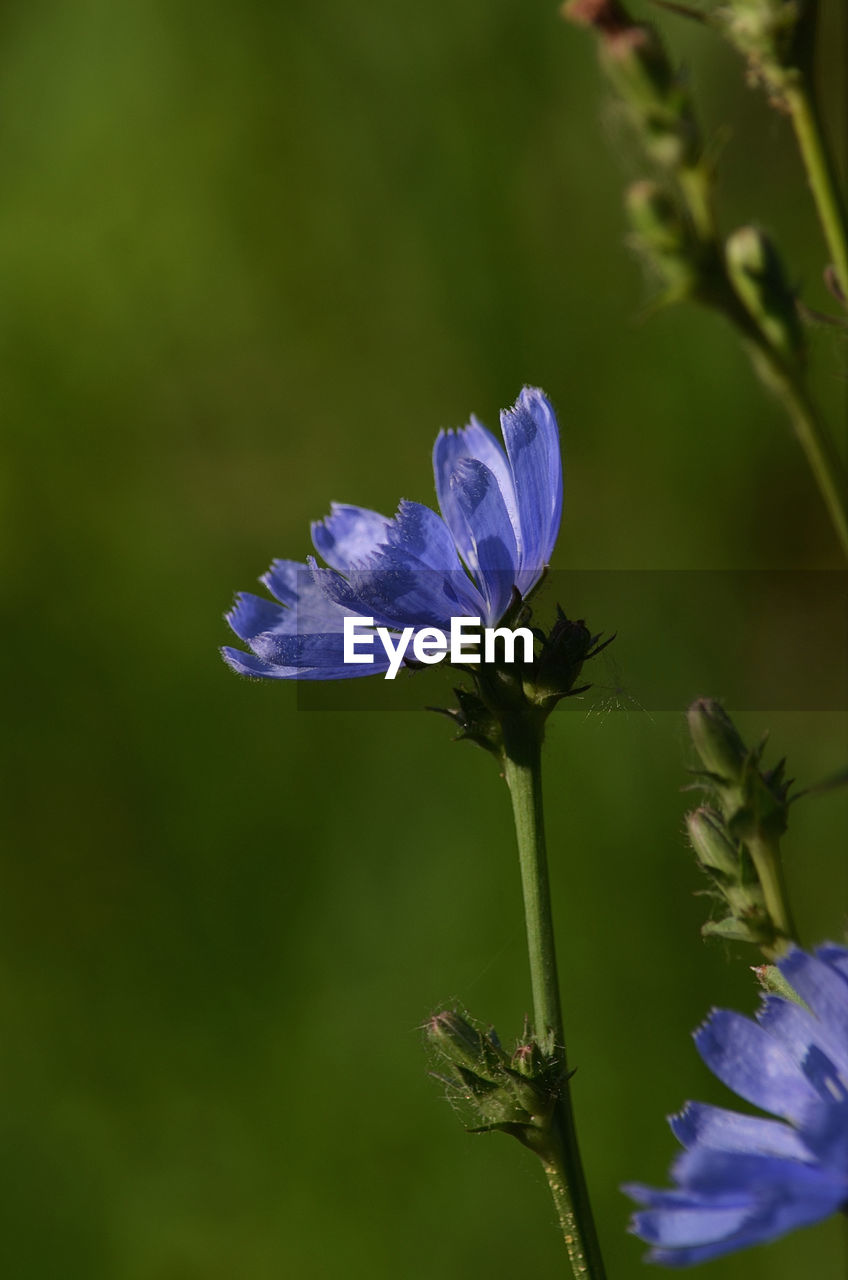 Purple flowering plant