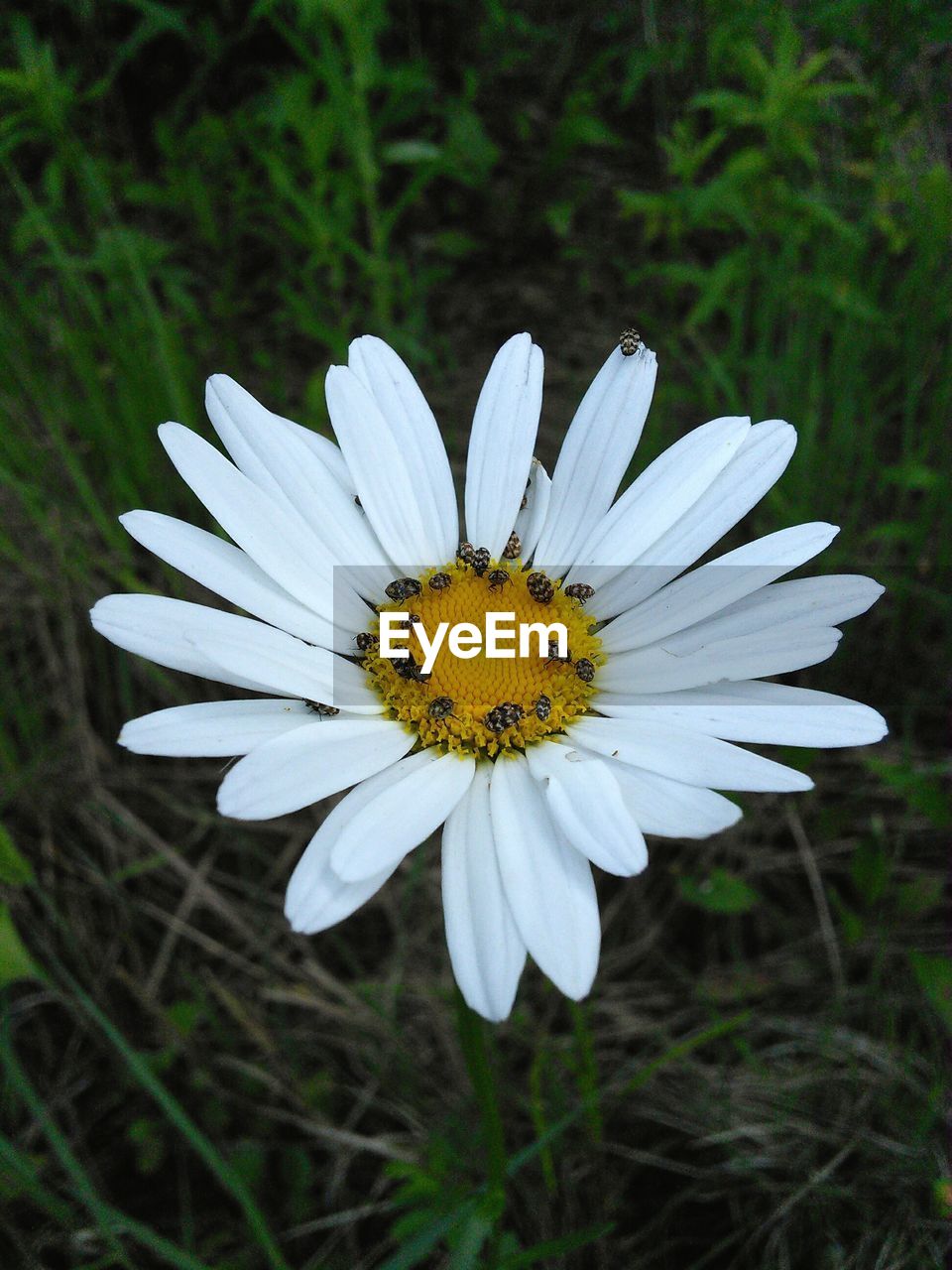 CLOSE-UP OF WHITE DAISY FLOWER