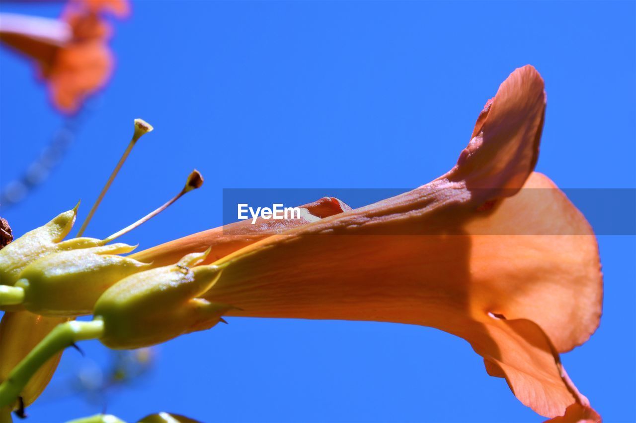 CLOSE-UP OF BLUE FLOWER AGAINST CLEAR SKY