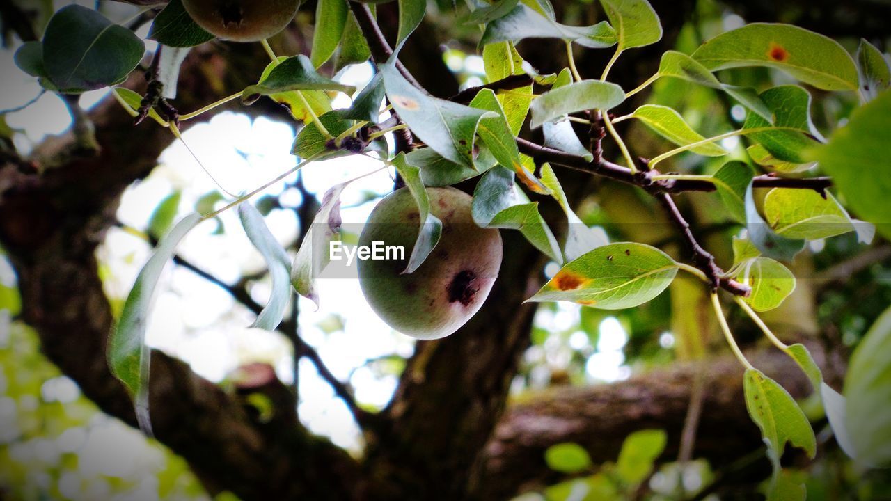 Low angle view of fruit growing on tree