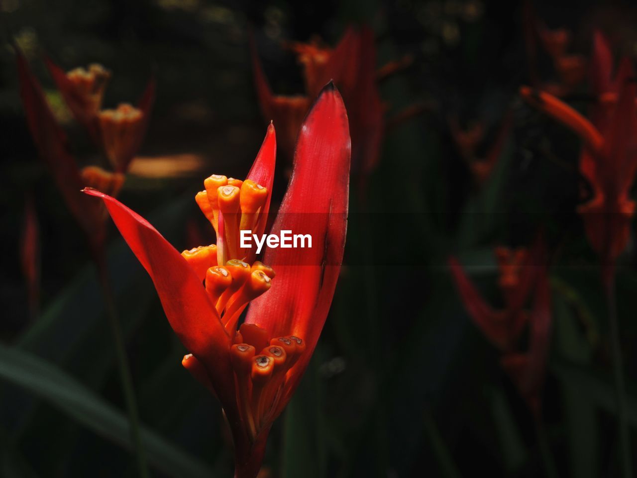 Close-up of red flower