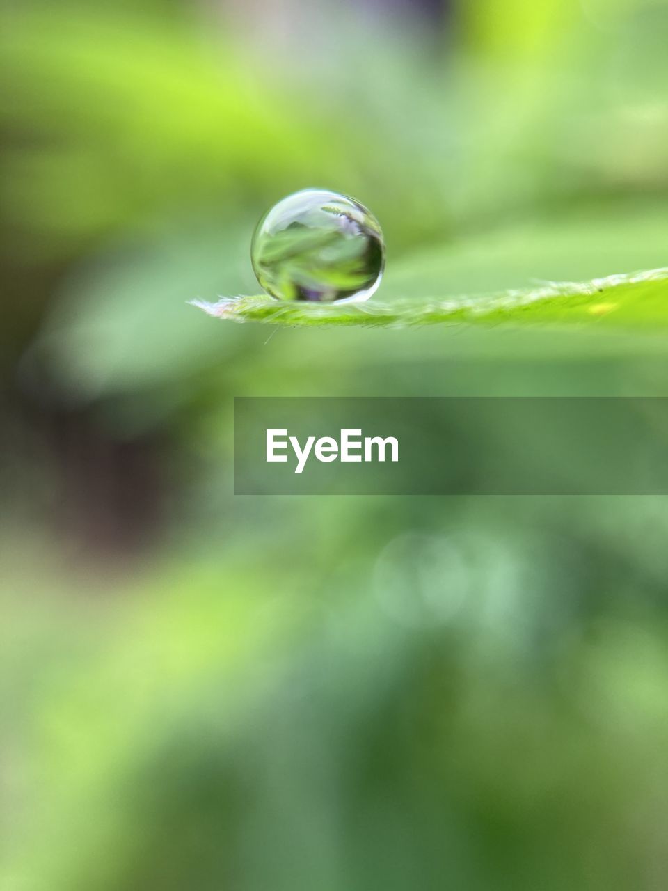 CLOSE-UP OF DROP ON LEAF