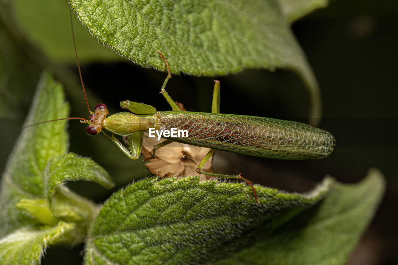 animal themes, animal, animal wildlife, insect, green, one animal, wildlife, macro photography, close-up, leaf, plant part, nature, plant, animal body part, no people, grasshopper, macro, outdoors, focus on foreground, day, beauty in nature, environment