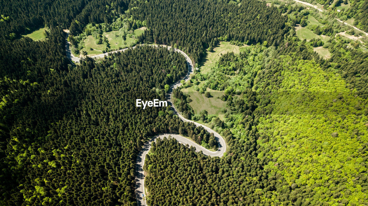 HIGH ANGLE VIEW OF TREES AND PLANTS