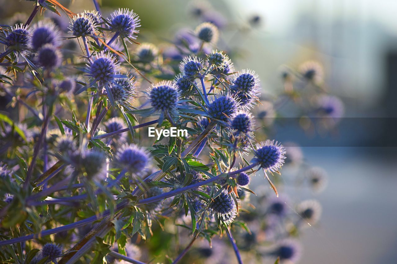 Close-up of purple flowers blooming outdoors