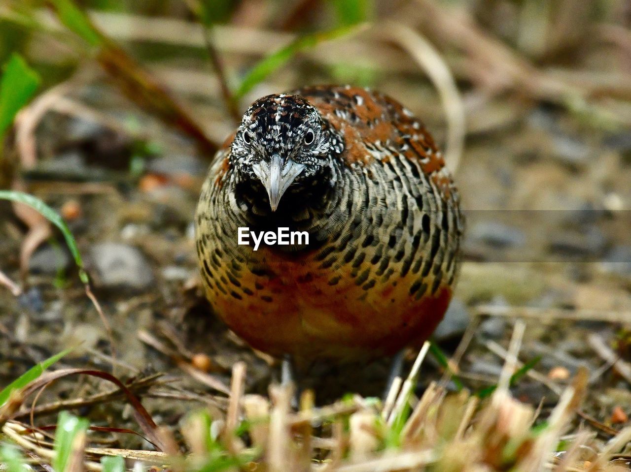 CLOSE-UP OF A BIRD