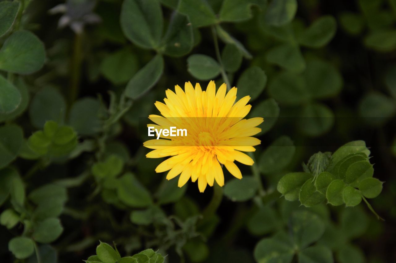 CLOSE-UP OF YELLOW FLOWER