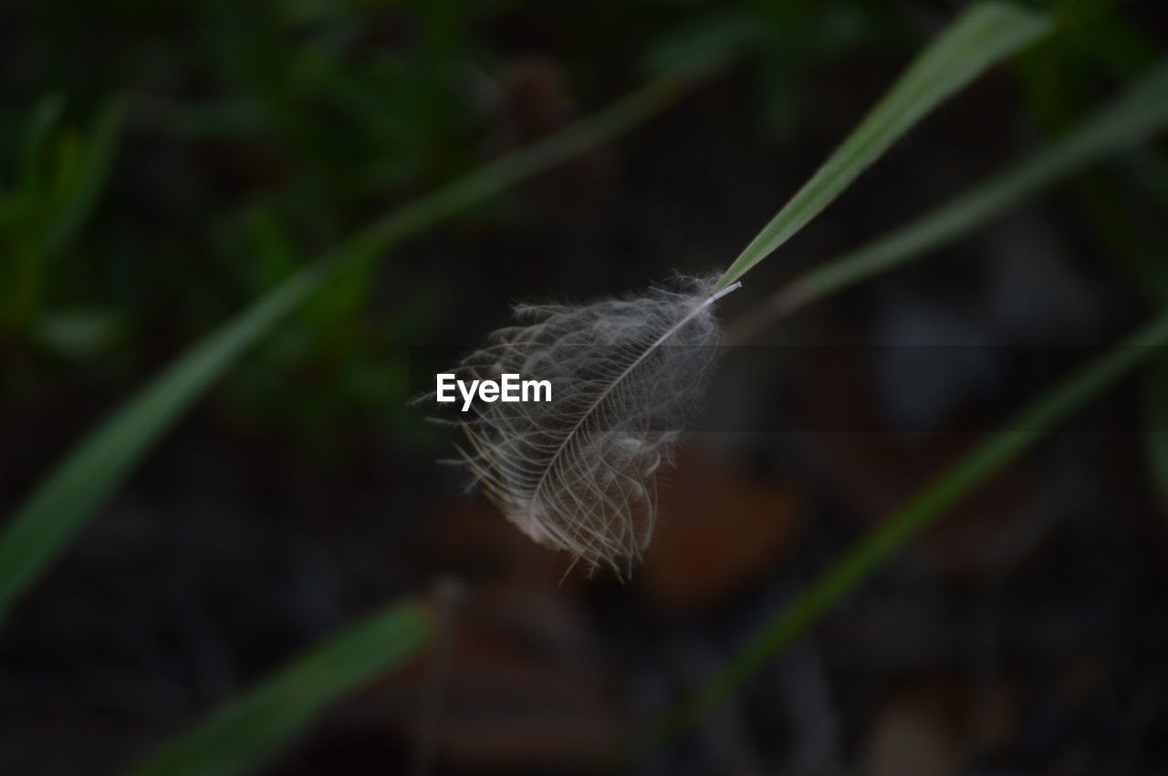 CLOSE-UP OF FEATHER PLANT OUTDOORS