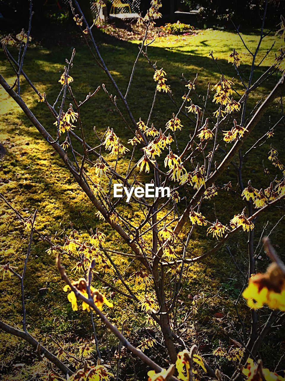 PLANTS GROWING ON TREE