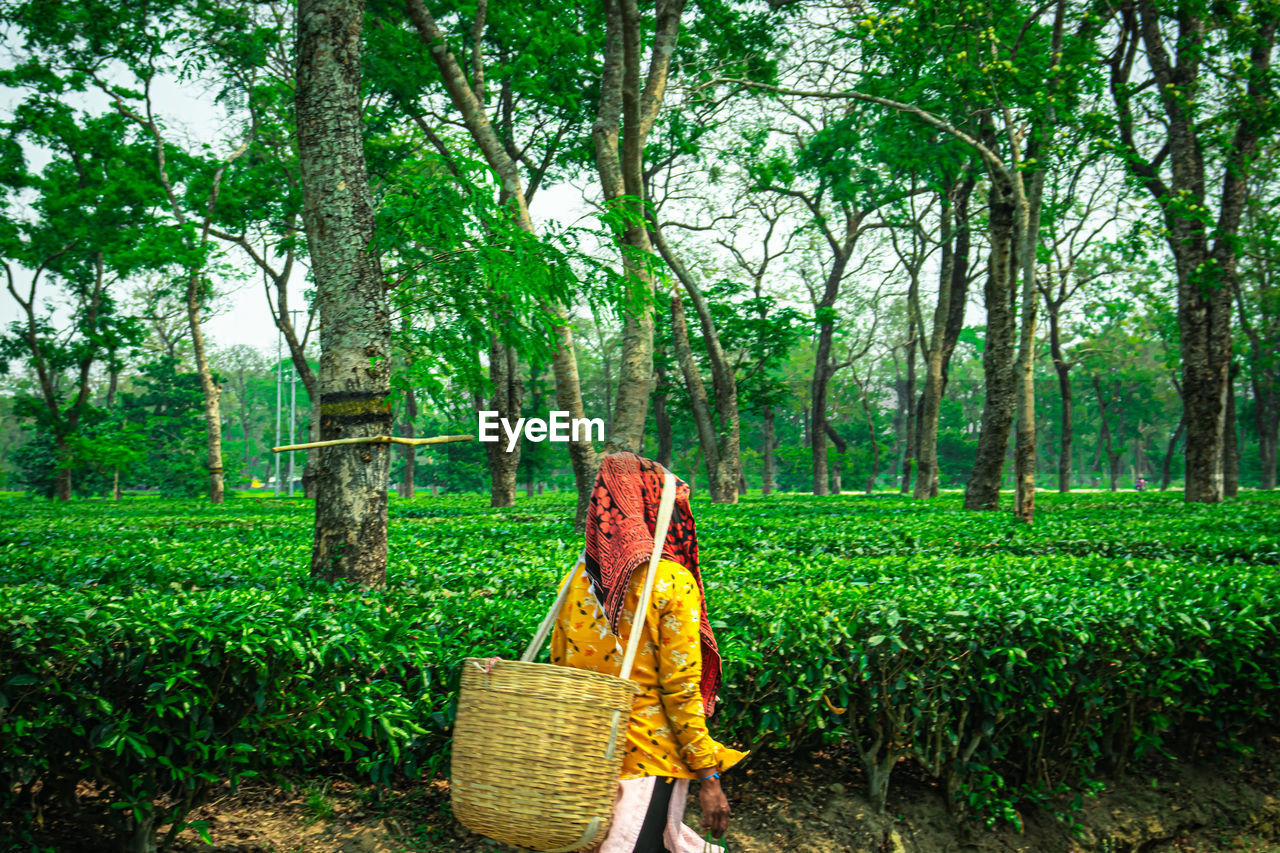 WOMAN IN BASKET