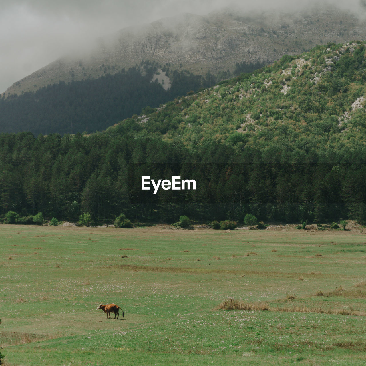 Scenic view of field against mountain