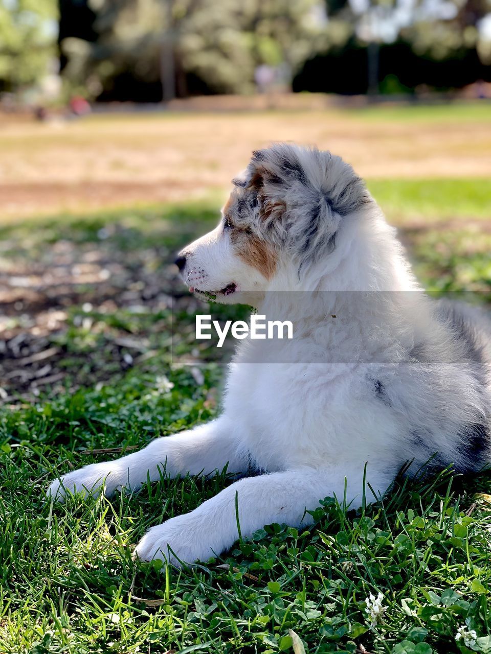 View of dog sitting on field