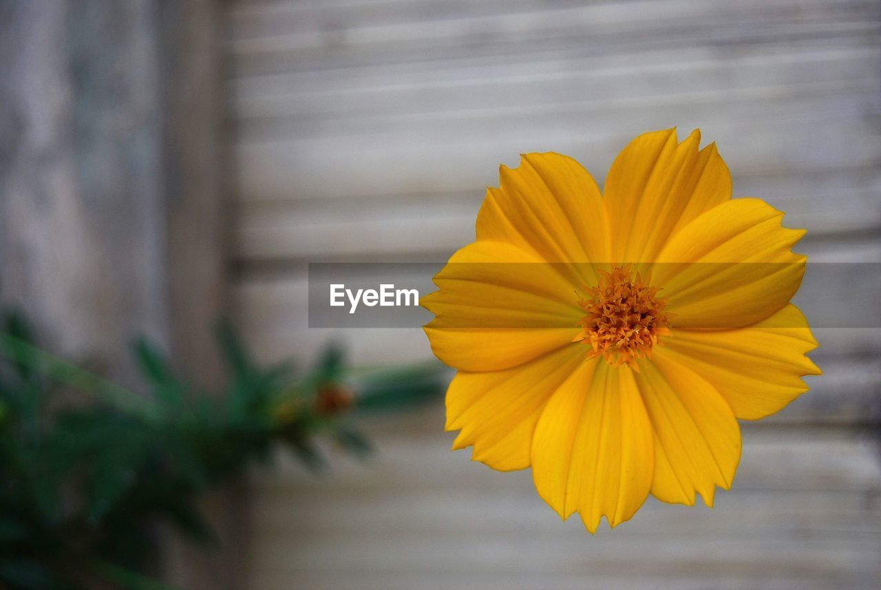 Close-up of yellow flower