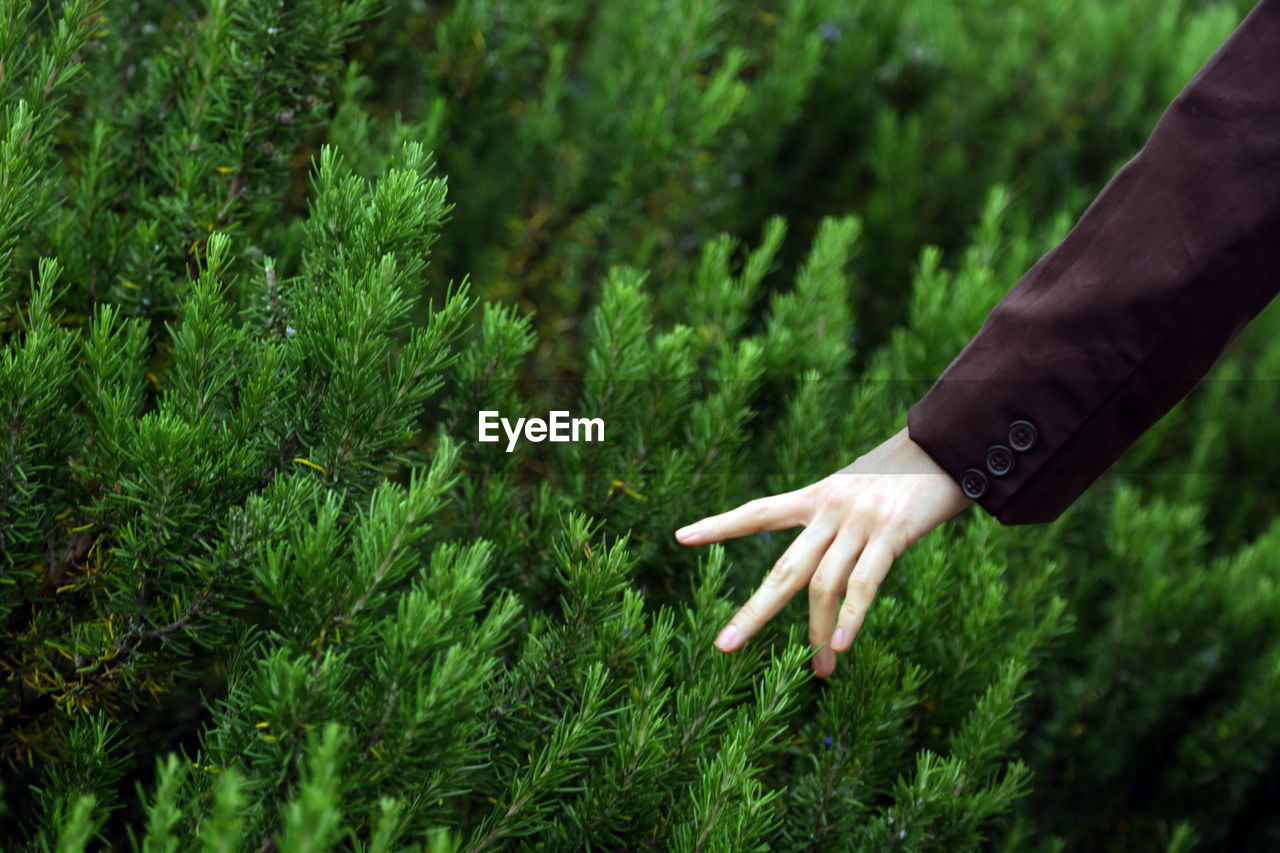 Midsection of woman hand on plants