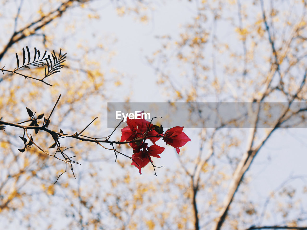 LOW ANGLE VIEW OF RED FLOWERS BLOOMING ON TREE