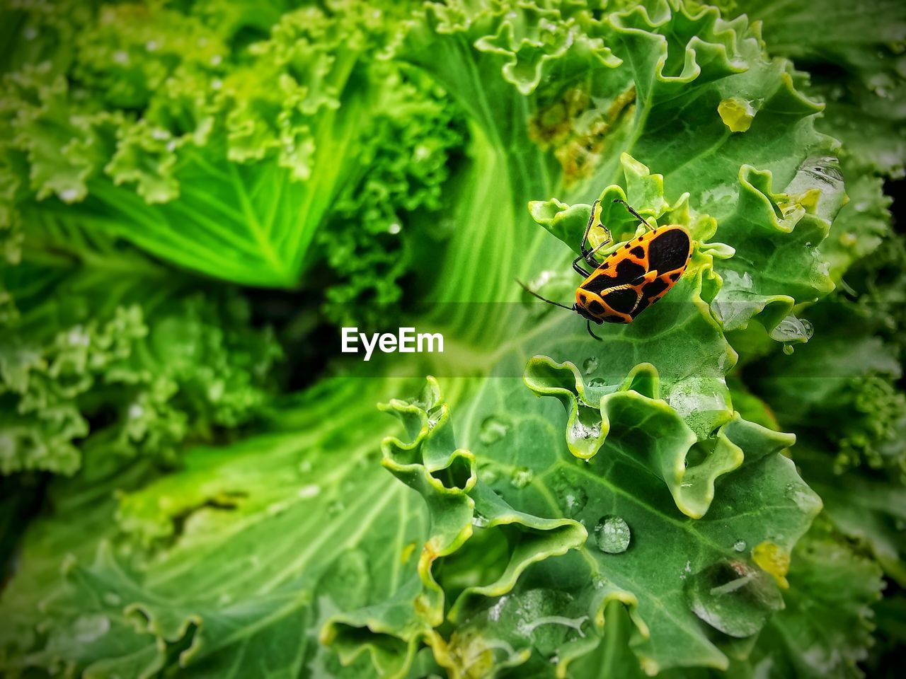 HIGH ANGLE VIEW OF INSECT ON PLANT