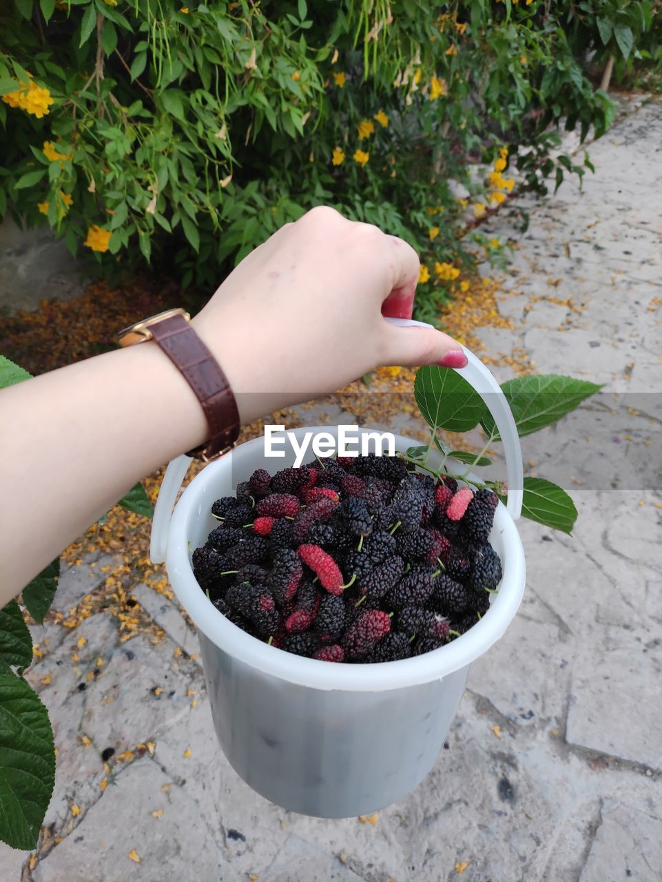 hand, food and drink, food, plant, one person, fruit, berry, healthy eating, freshness, produce, nature, high angle view, wellbeing, women, growth, holding, day, adult, lifestyles, leaf, flower, outdoors, blackberry, plant part, gardening, organic