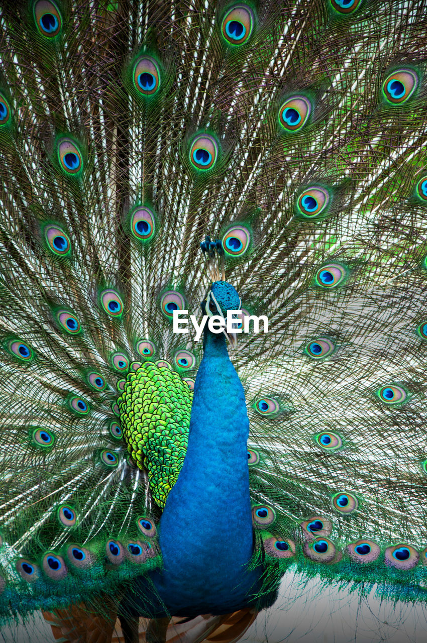 CLOSE-UP OF PEACOCK WITH FEATHERS