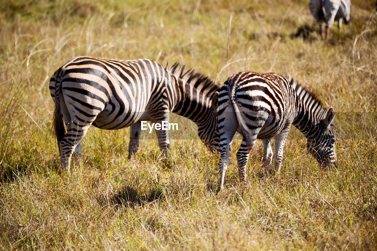 ZEBRAS AND A ZEBRA ON FIELD