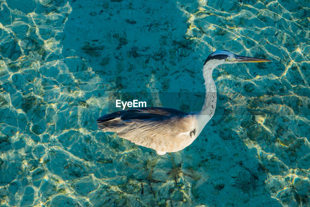 Grey heron at the beach, maldives