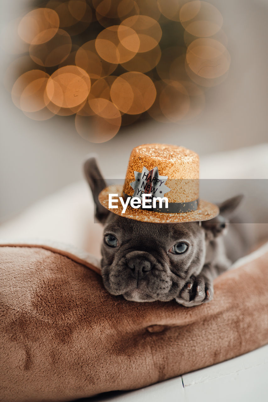 mammal, animal, animal themes, dog, canine, domestic animals, pet, one animal, lap dog, carnivore, cute, indoors, christmas, hat, no people, celebration, decoration, brown, clothing, fashion accessory, food, furniture, portrait, copy space