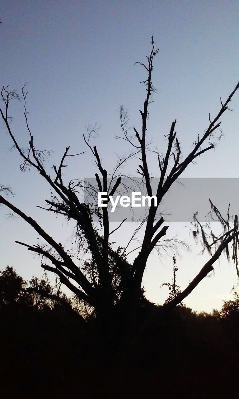 LOW ANGLE VIEW OF BARE TREES AGAINST SKY