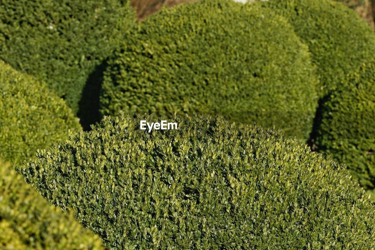 HIGH ANGLE VIEW OF FRESH GREEN FIELD