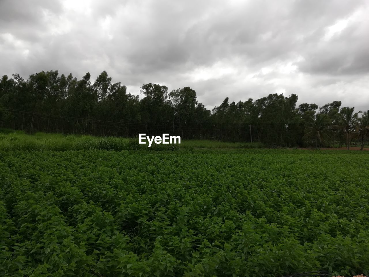 SCENIC VIEW OF FARM AGAINST SKY