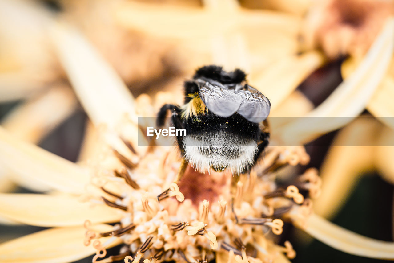 Close-up of bumblebee pollinating a flower