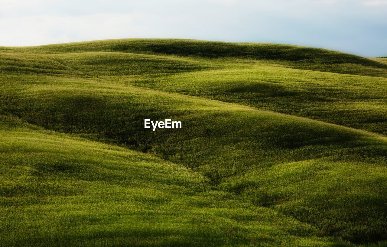 Scenic view of grassy field against sky